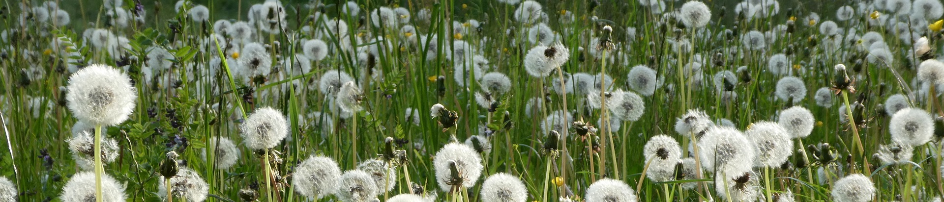 Impressionen Gemeinde Röthenbach i. E.