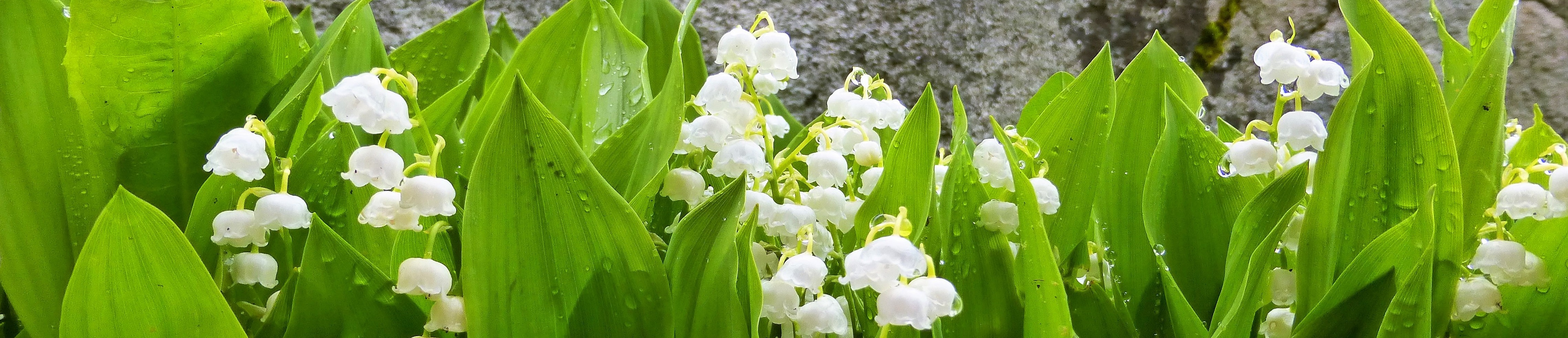Impressionen Gemeinde Röthenbach i. E.